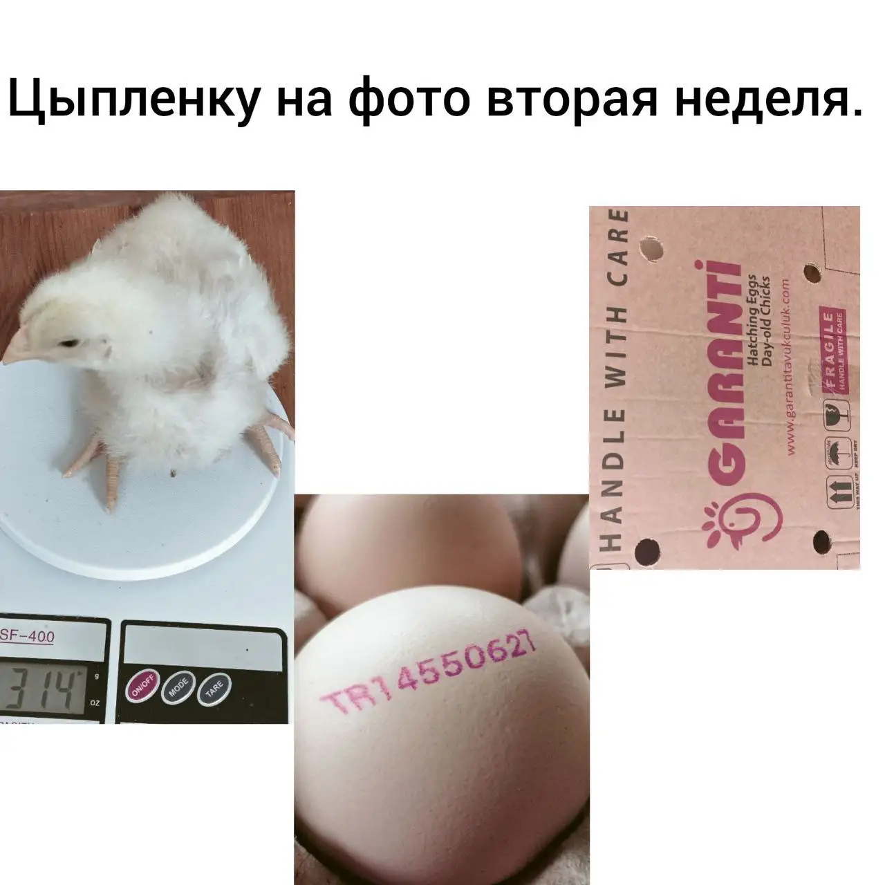 Продажа цыплят бройлеров Турция "Гаранти" Кобб 500 - Птица (Животные) в Иркутск