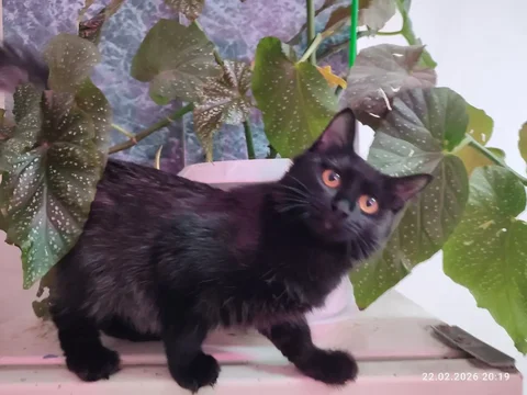 Продажа кошечки 5 месяцев - частное объявление в Иркутская область