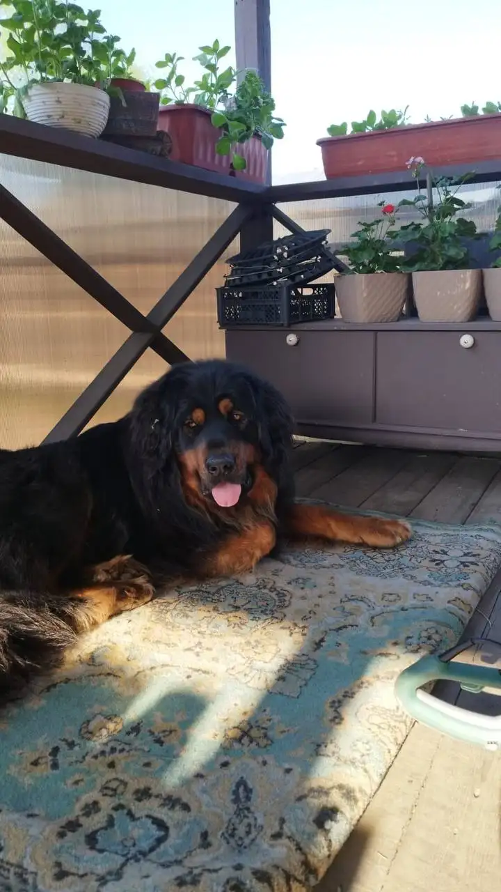 Щенки ХОТОШО без документов - Собаки (Животные) в Ангарск