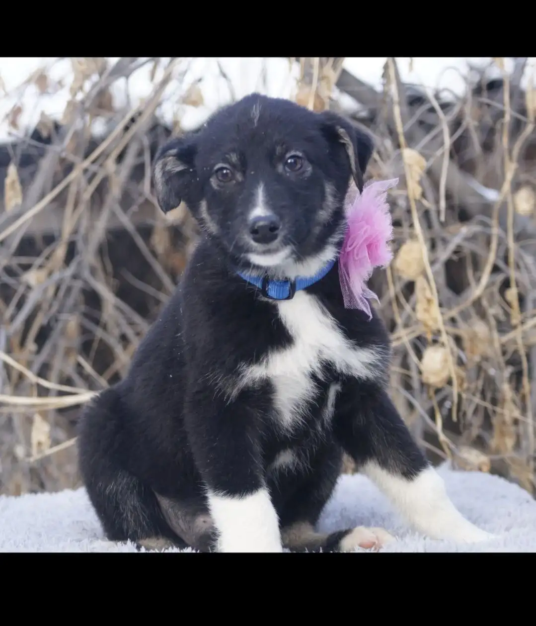 Продажа щенка девочки 3,5 месяца - Собаки (Животные) в Иркутск