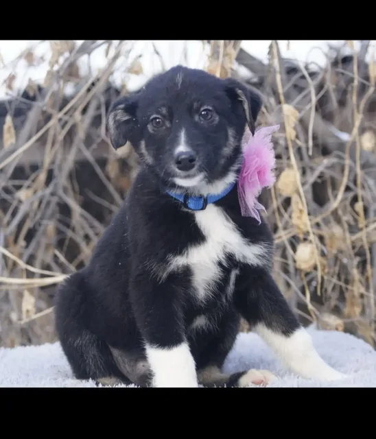 Продажа щенка девочки 3,5 месяца - Собаки в Иркутск