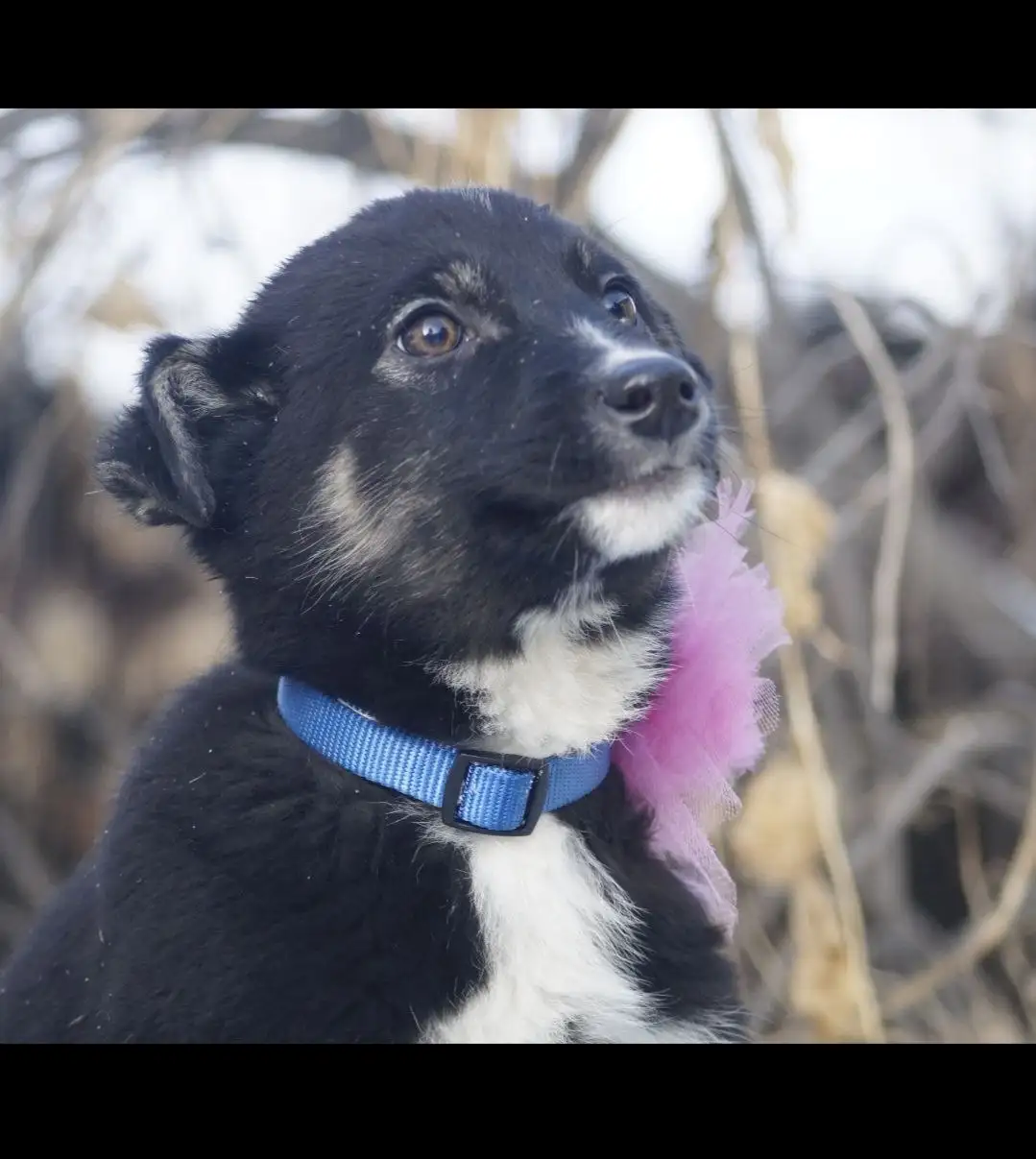 Продажа щенка девочки 3,5 месяца - Собаки (Животные) в Иркутск