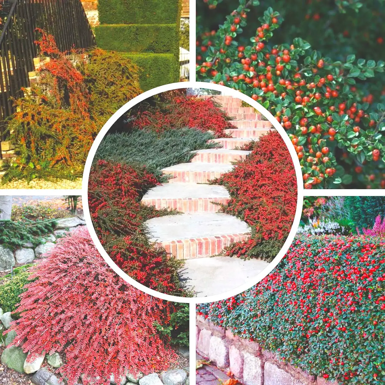 Кизильник горизонтальный (Сибирский самшит) взрослые саженцы - Садовые растения (Для дома и дачи) в Хомутово