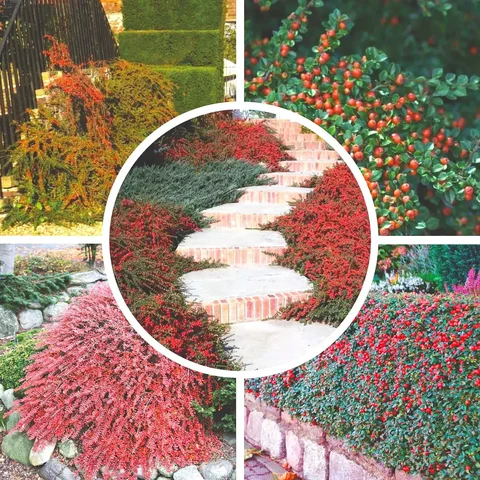 Кизильник горизонтальный (Сибирский самшит) взрослые саженцы - Садовые растения в Хомутово