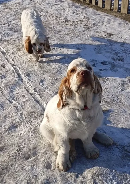 Щенок Кламбера для выставок - Птица в Чита
