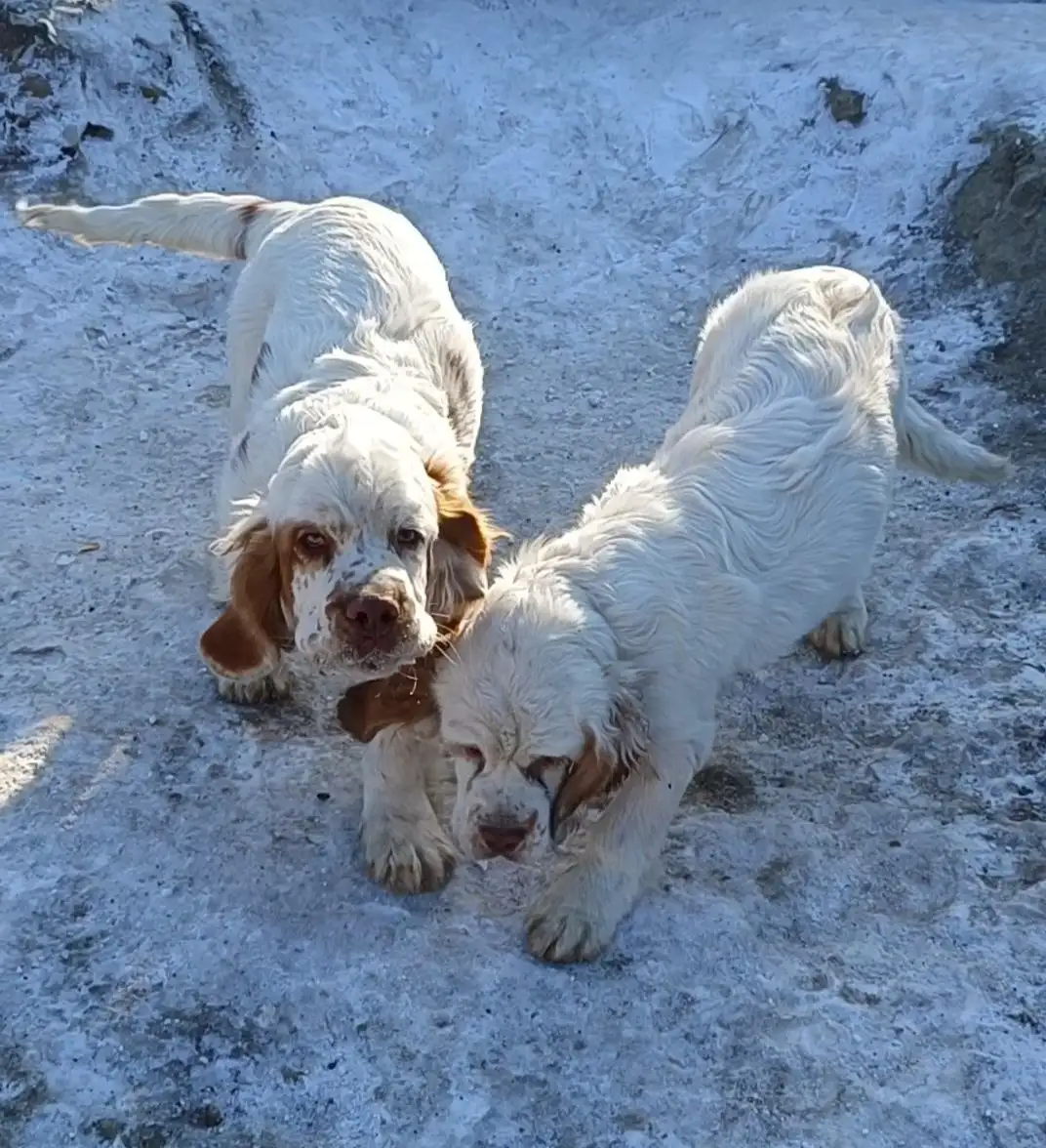 Щенок Кламбера для выставок - Собаки (Животные) в Чита