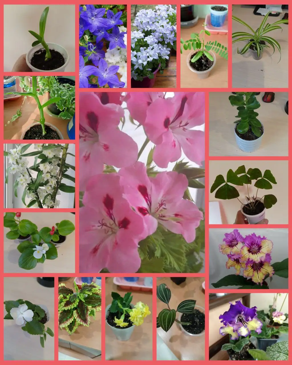 Продажа комнатных растений и отростков - Растения (Хобби и отдых) в Грановщина