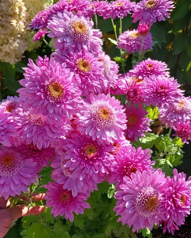 Укоренённые черенки корейской хризантемы Зефирка - Сад и огород в Иркутск