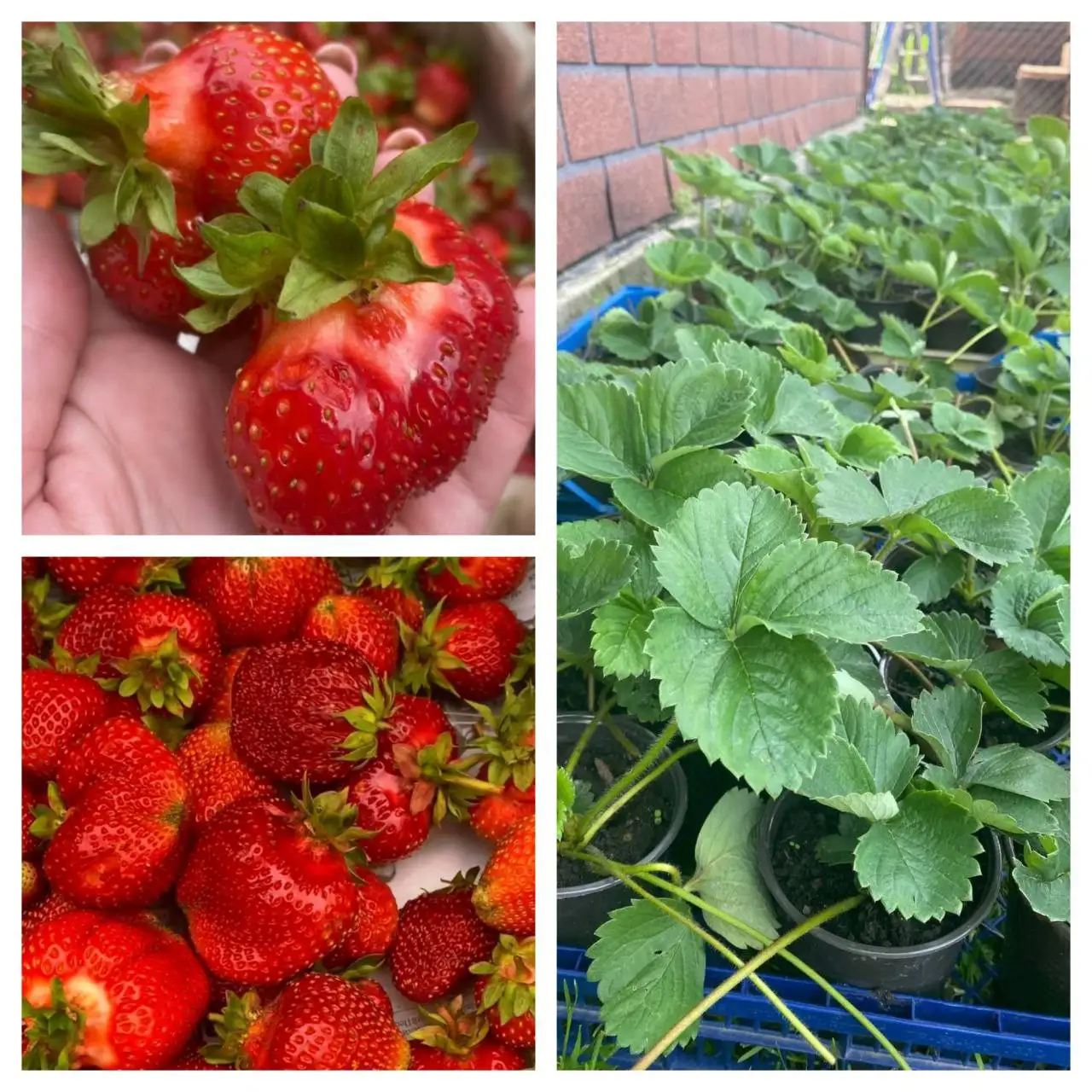 Укоренённые саженцы сортовой Байкальской клубники на весну 2026 - Саженцы (Для дома и дачи) в Иркутск