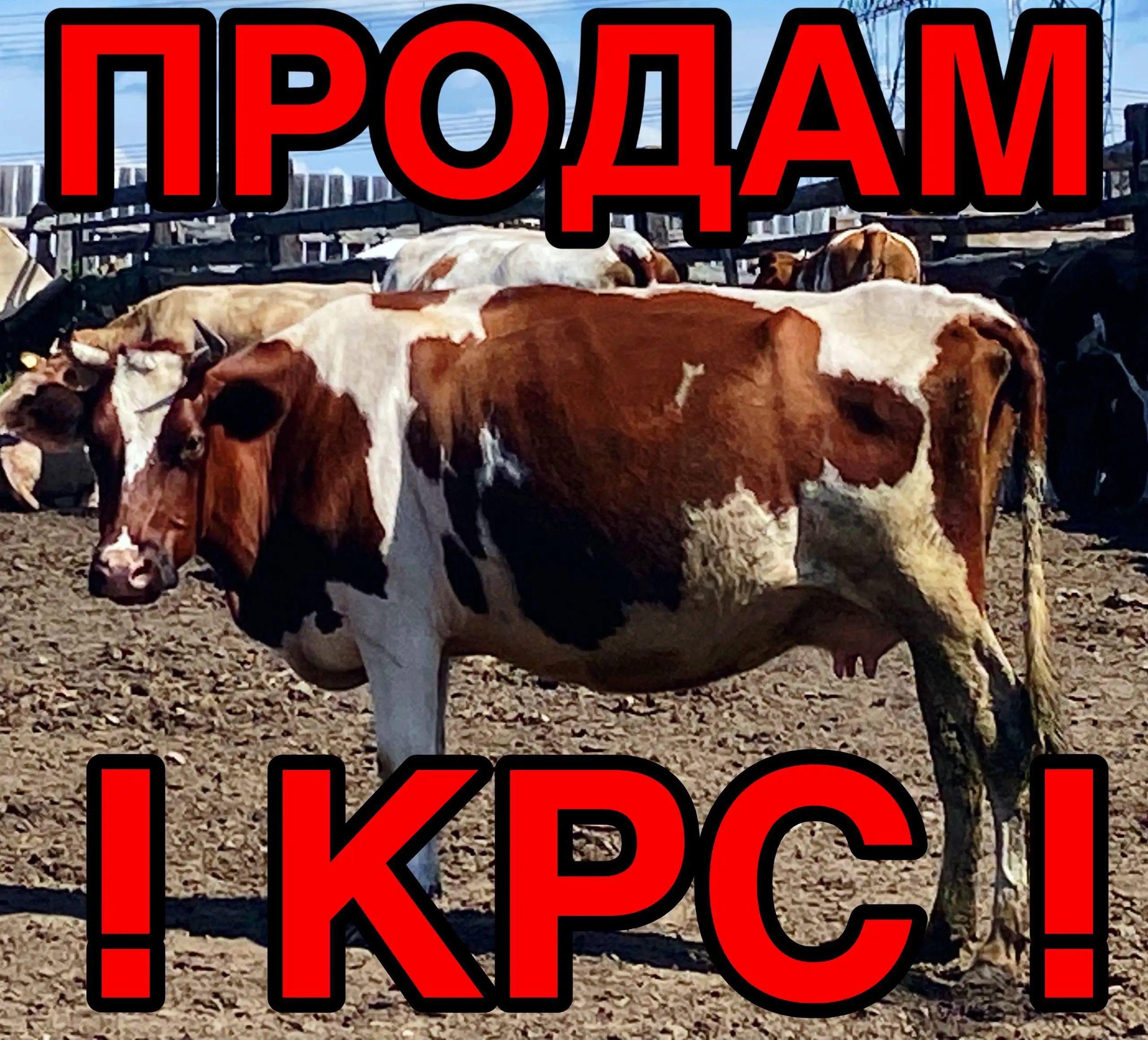 Продам 10 голов коров с телятами - Крупный рогатый скот (Животные) в Иркутская область