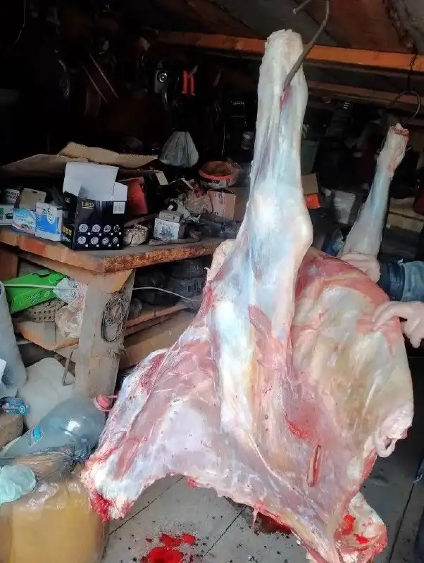 Продам говядину (телятина) возраст 2 года - Продукты питания (Барахолка) в Иркутская область