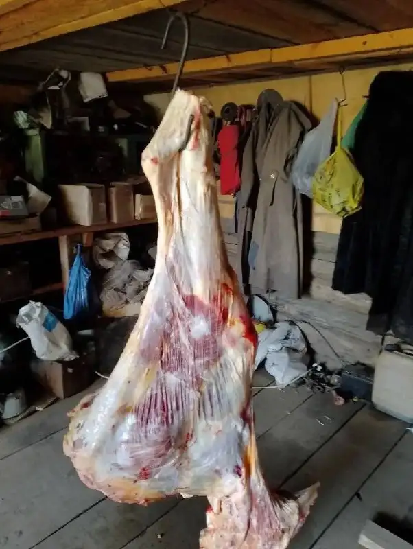 Продам говядину (телятина) возраст 2 года - Продукты питания (Барахолка) в Иркутская область