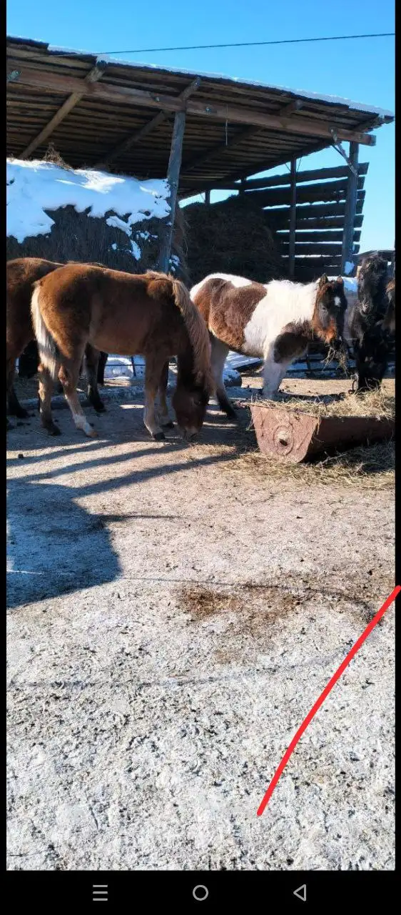 Куплю жеребят - Лошади (Животные) в Иркутск