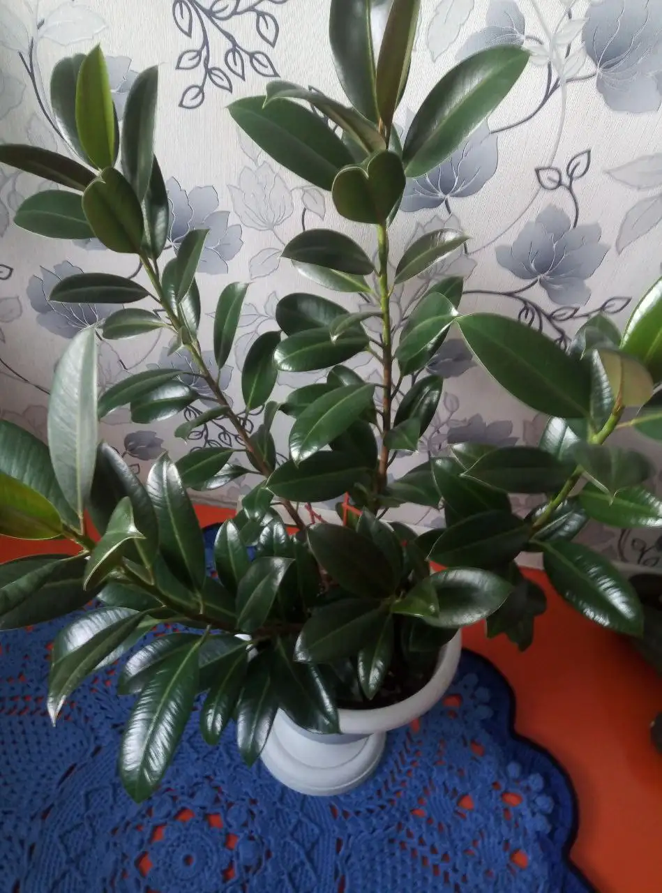 Продажа фикуса Мелани срезами - Растения (Хобби и отдых) в Черемхово