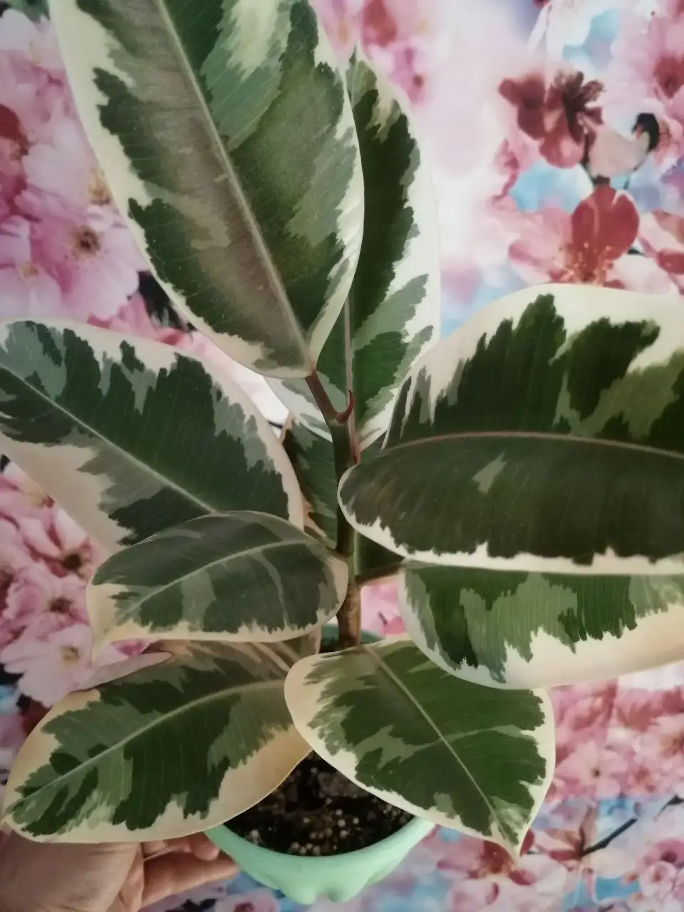 Продажа цветных фикусов - Растения (Хобби и отдых) в Черемхово