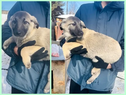 Продажа котенка 4 месяца - частное объявление в Иркутская область