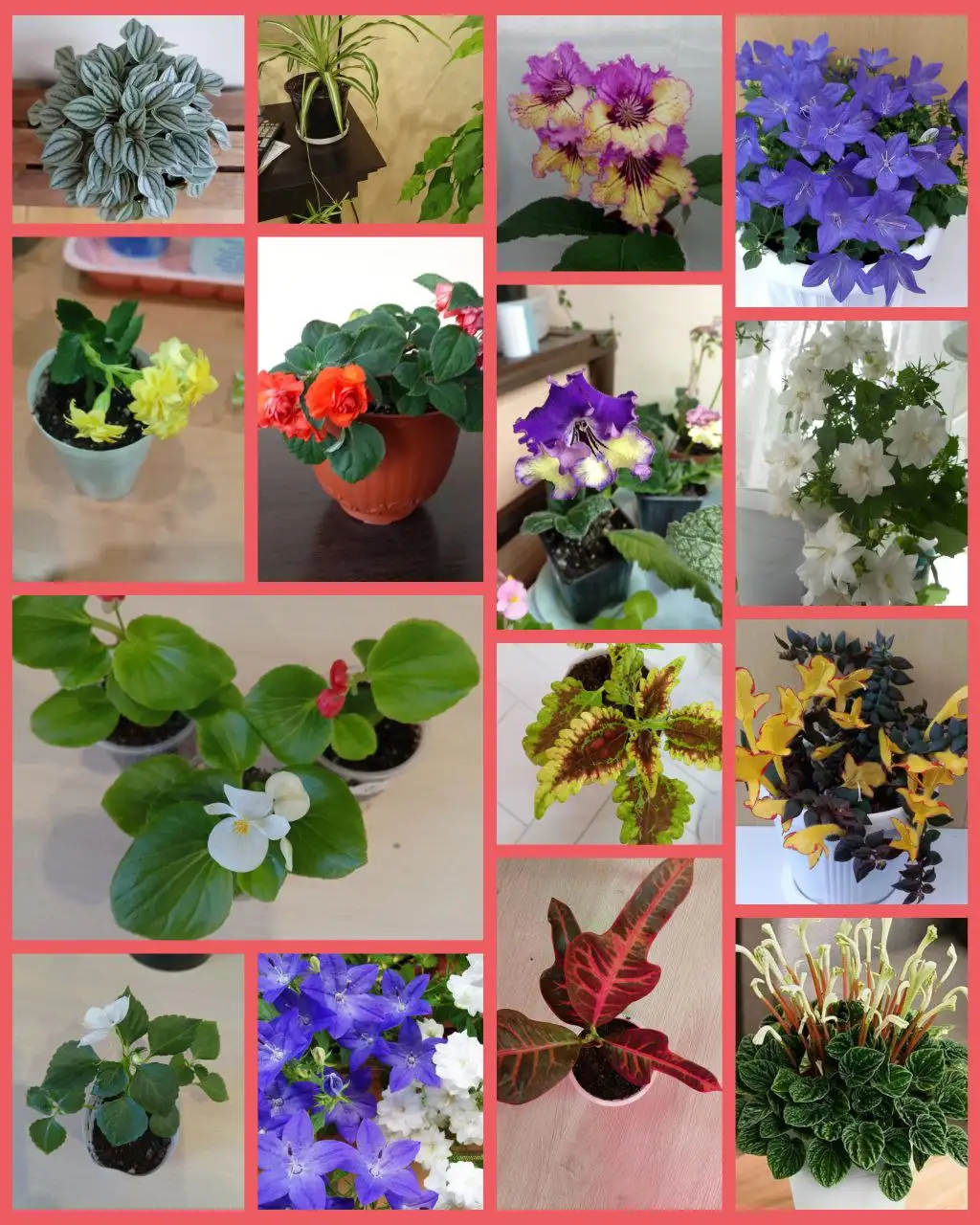 Продам комнатные растения: пеперомии, кампанулы, стрептокарпусы, бальзамины и другие - Растения (Хобби и отдых) в Хомутово