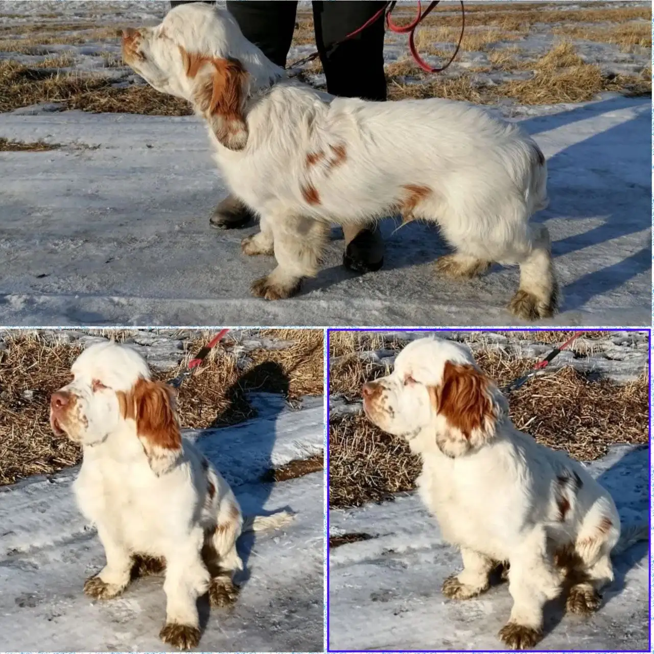 Щенок кламбер-спаниеля (мальчик) в Чите - Собаки (Животные) в Чита
