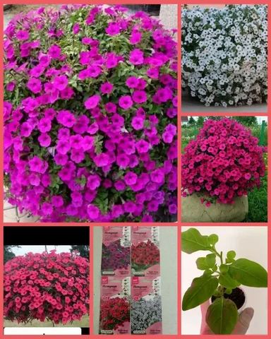 Укоренённые черенки петунии Тайдал - Билеты в Грановщина