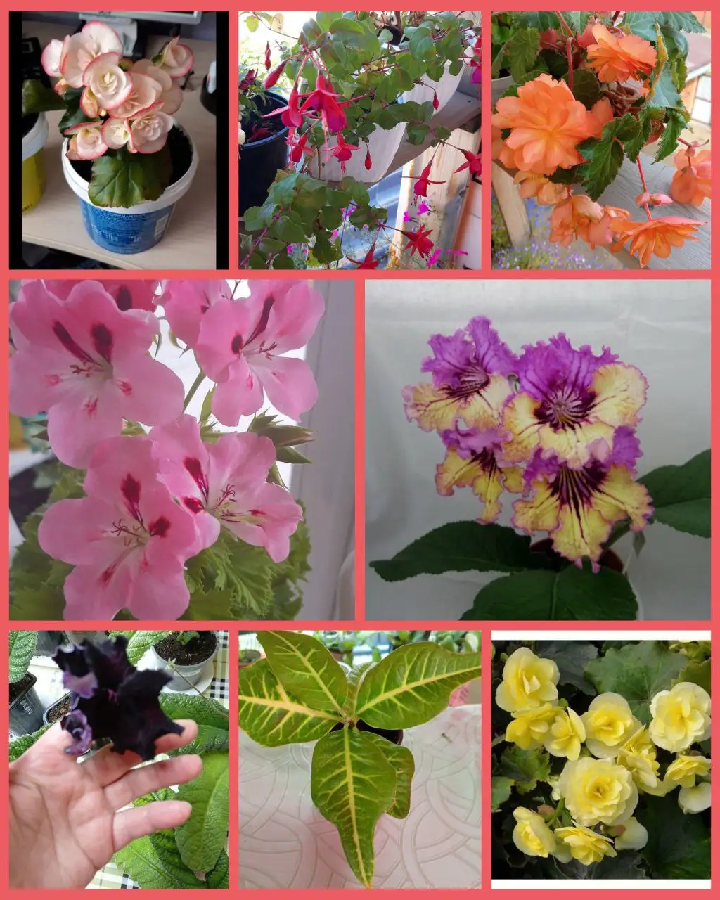 Продажа отростков бегоний и других комнатных растений - Комнатные растения (Хобби и отдых) в Хомутово