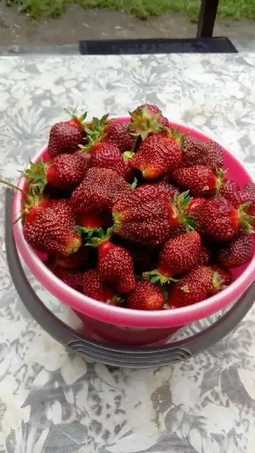 Саженцы сортовой клубники - Билеты в Ангарск