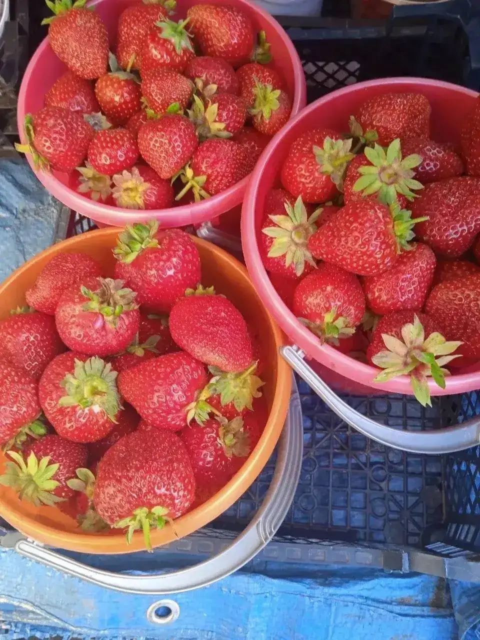 Саженцы сортовой клубники - Садоводство (Хобби и отдых) в Ангарск