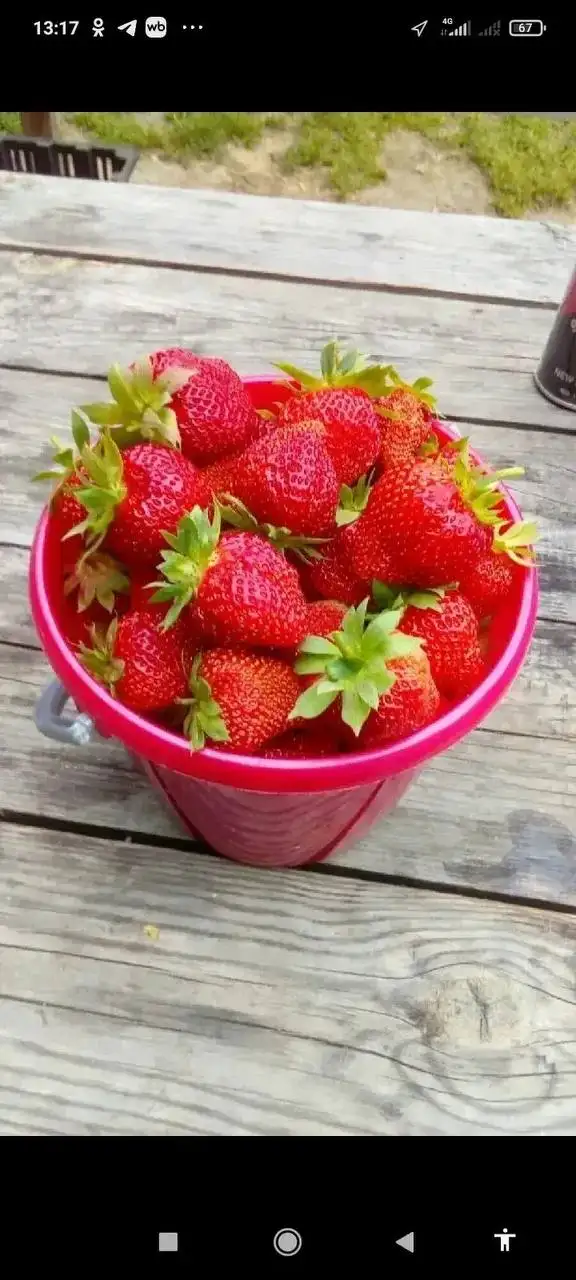 Саженцы сортовой клубники - Садоводство (Хобби и отдых) в Ангарск