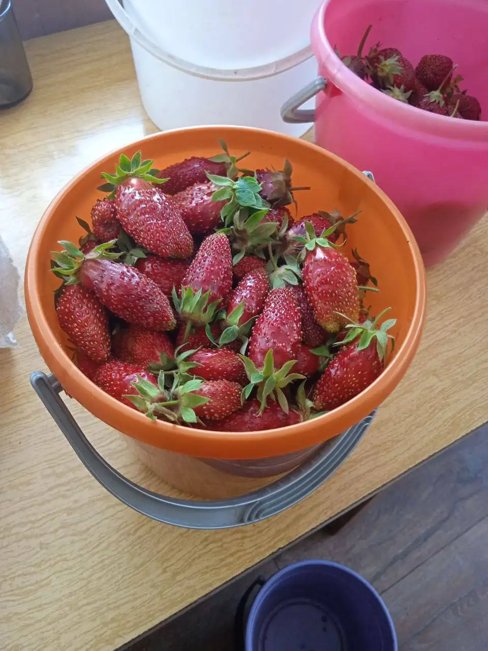 Саженцы сортовой клубники - Садоводство (Хобби и отдых) в Ангарск