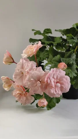 Пеларгония Леона Галактика взрослое растение - Хобби и отдых в Шелехов