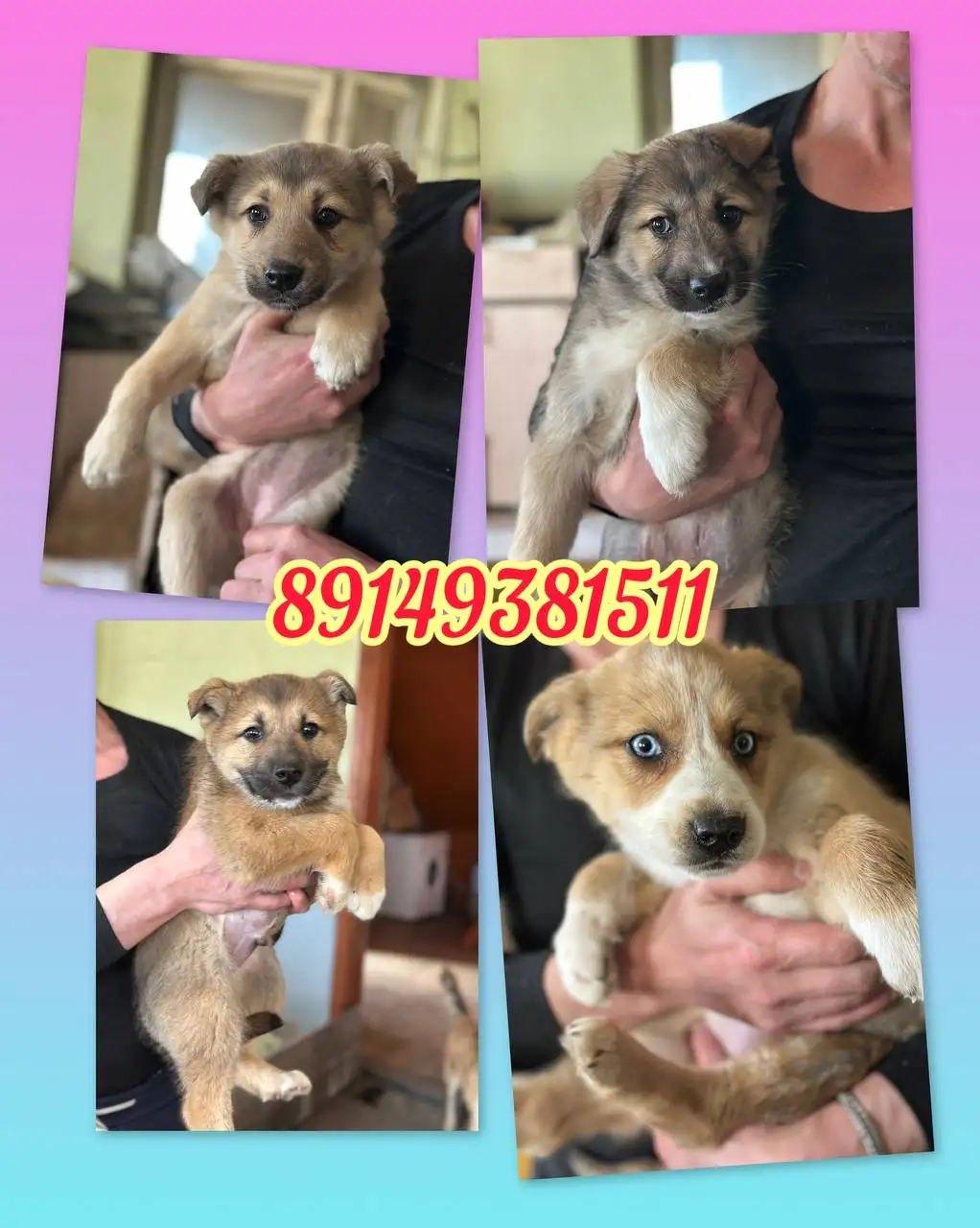 Щенки овчарки в дар - Собаки (Животные) в Иркутск