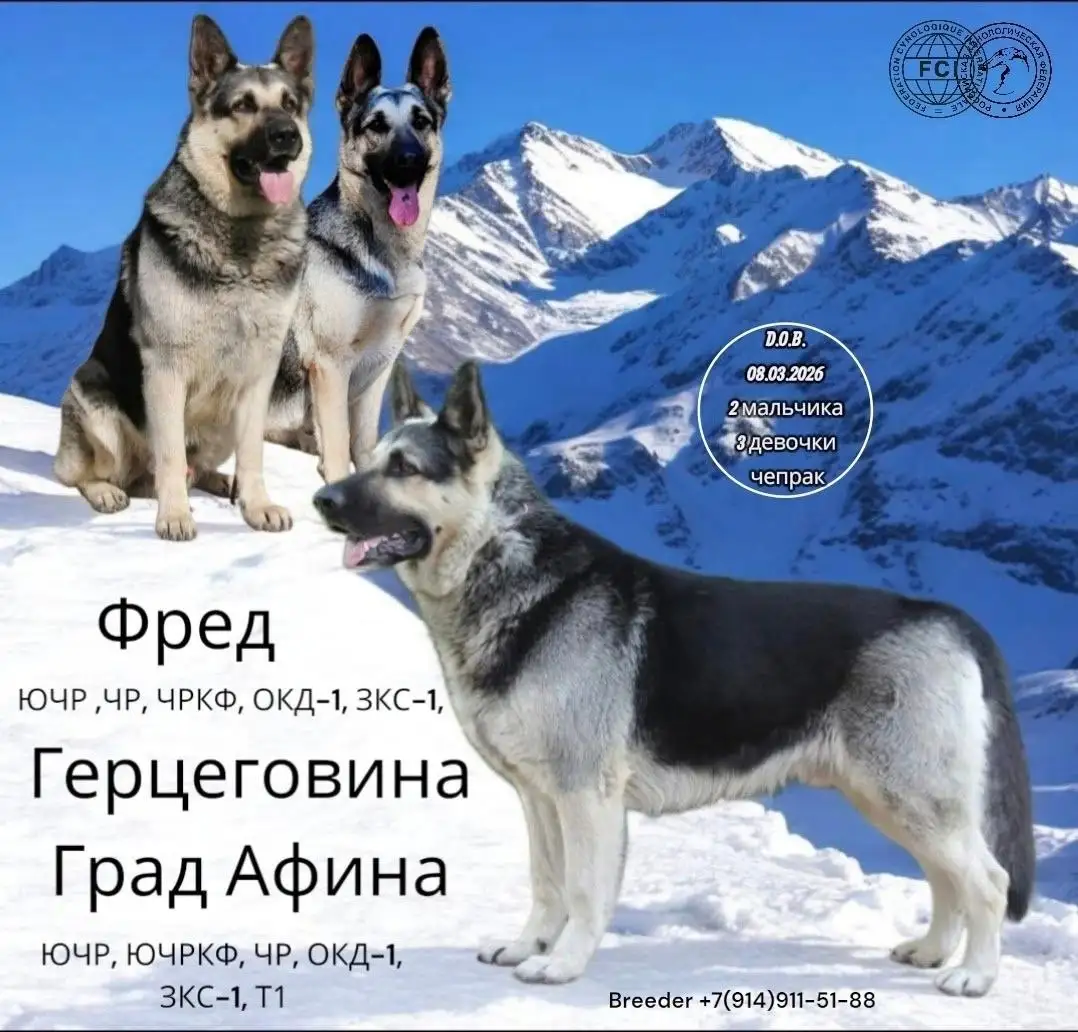 Щенки Восточноевропейской Овчарки с документами РКФ - Собаки (Животные) в Иркутск