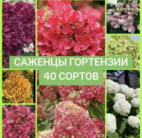Саженцы гортензии 1-3 летки - частное объявление в Иркутск