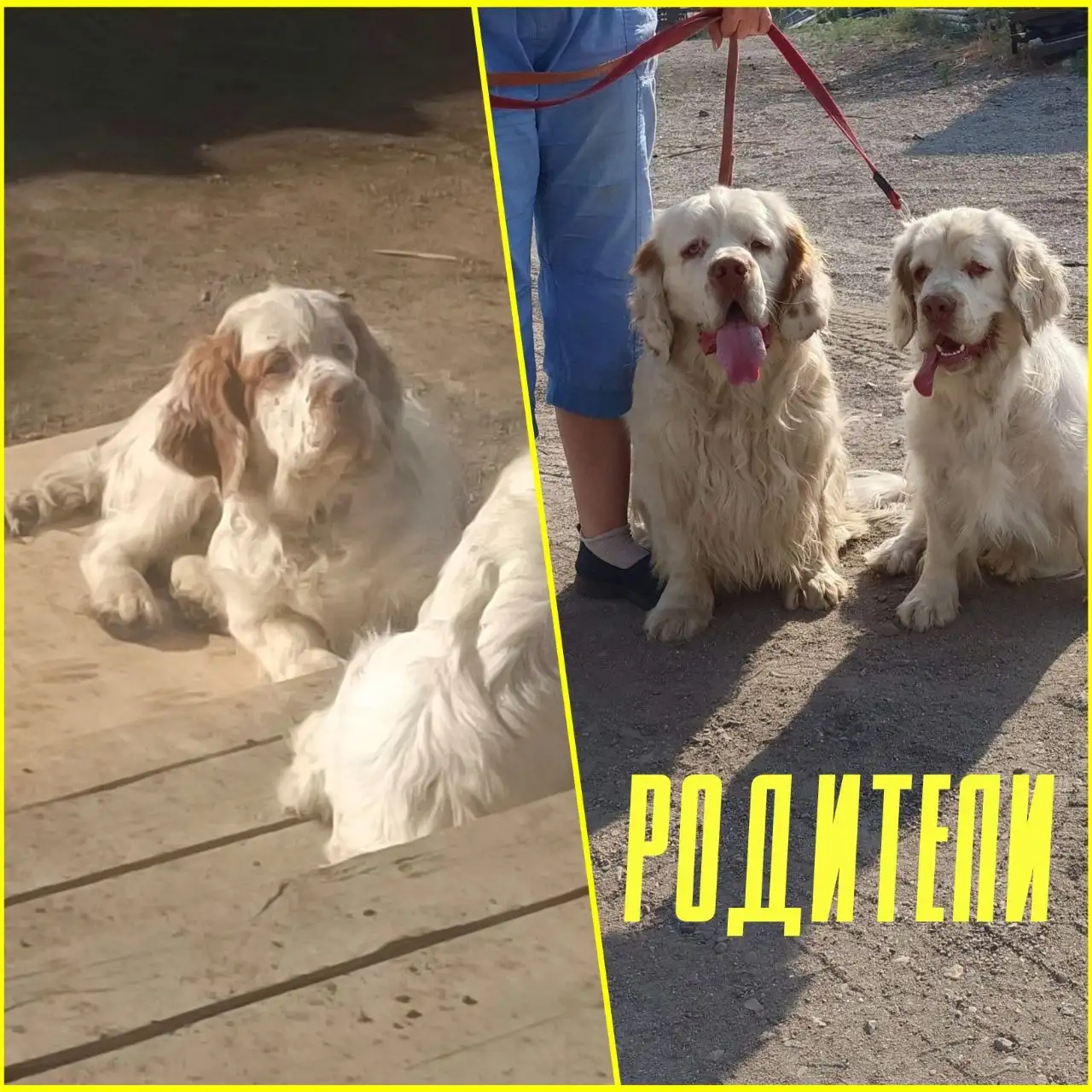 Продажа щенка кламбер-спаниеля - Собаки (Животные) в Чита