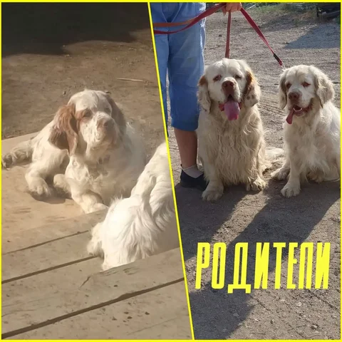 Продажа щенка кламбер-спаниеля - Находка/потеря в Чита