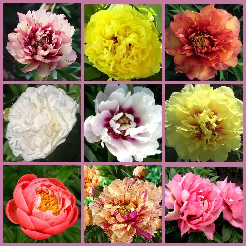 ИТО гибридные пионы на весну - Садоводство (Хобби и отдых) в Хомутово