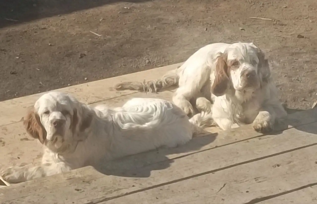 Продажа щенков кламбера - Собаки (Животные) в Иркутская область