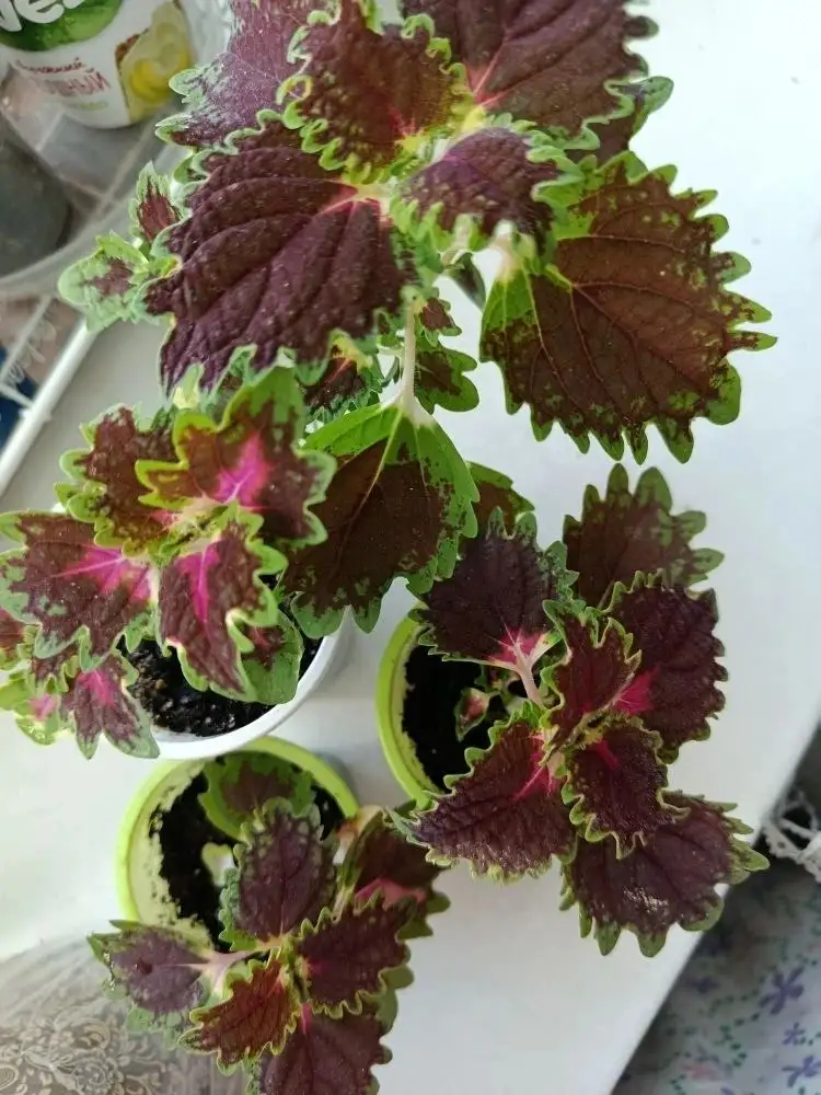Продам Колеус - Растения в Неизвестно