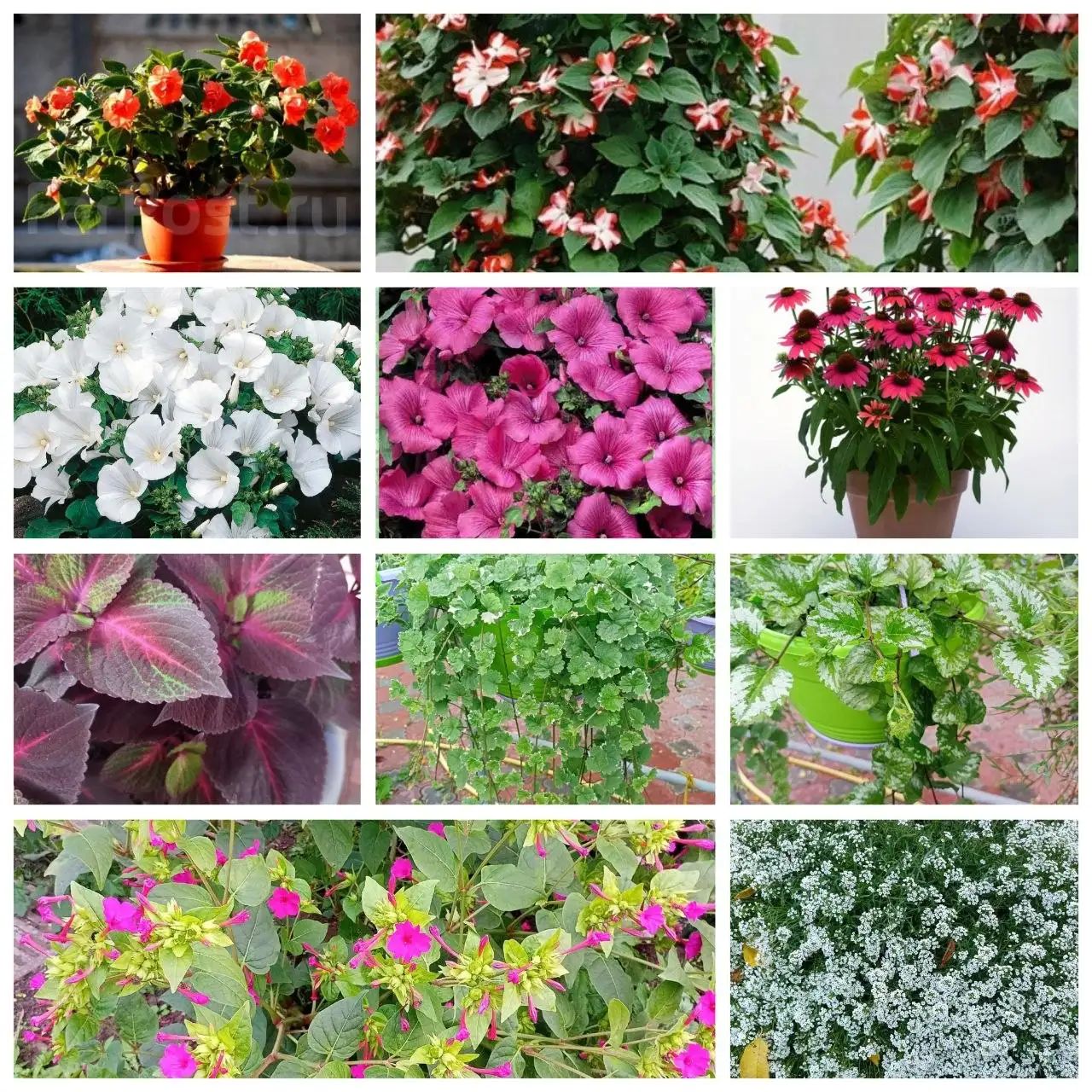 Продажа крепкой рассады цветов и овощей - Растения и семена (Хобби и отдых) в Иркутск