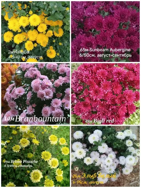 Хризантема мультифлора и корейская укорененные черенки - Хобби и отдых в Иркутск