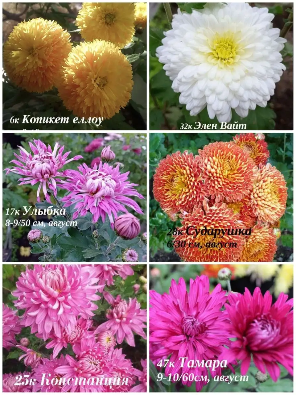 Хризантема мультифлора и корейская укорененные черенки - Растения (Хобби и отдых) в Иркутск