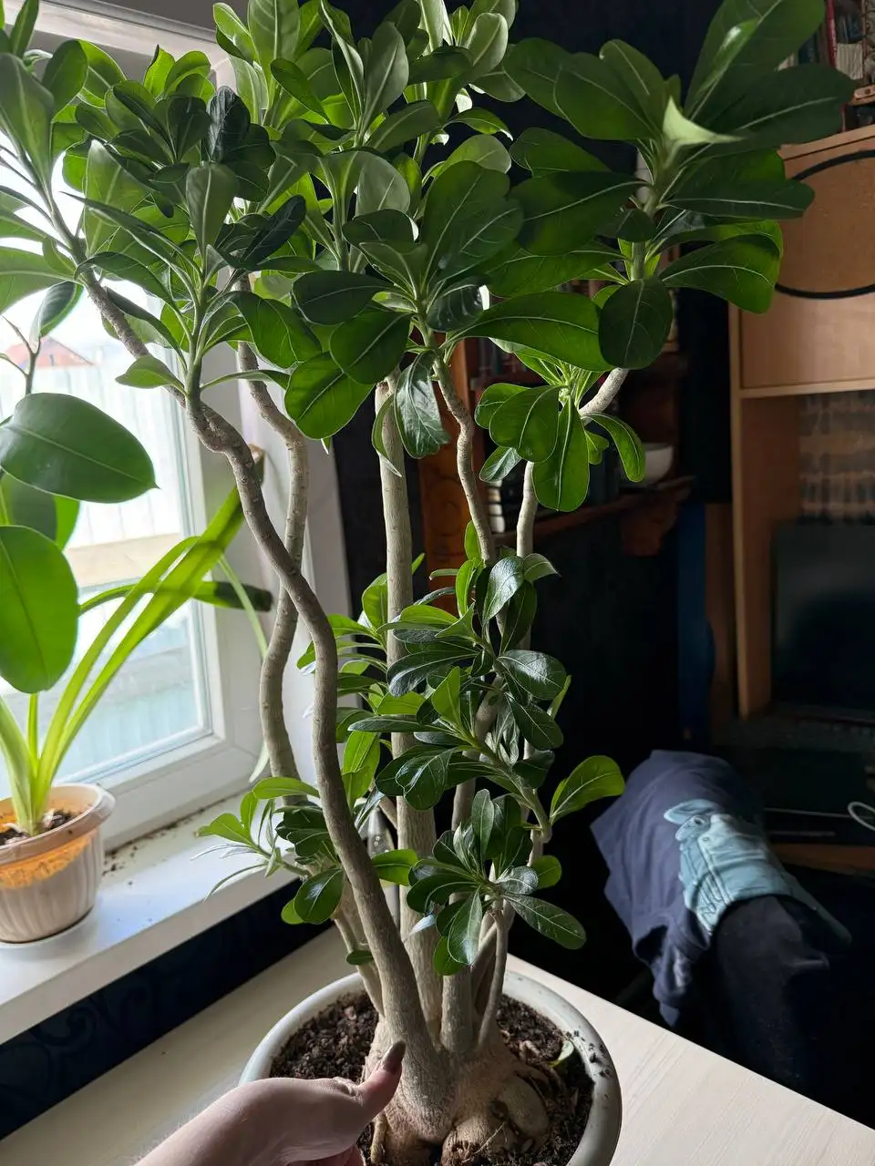 Продам адениум с ярко-розовыми цветками - Растения (Хобби и отдых) в Ангарск