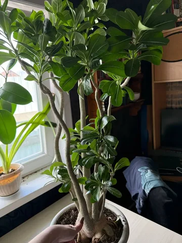 Продам адениум с ярко-розовыми цветками - частное объявление в Ангарск