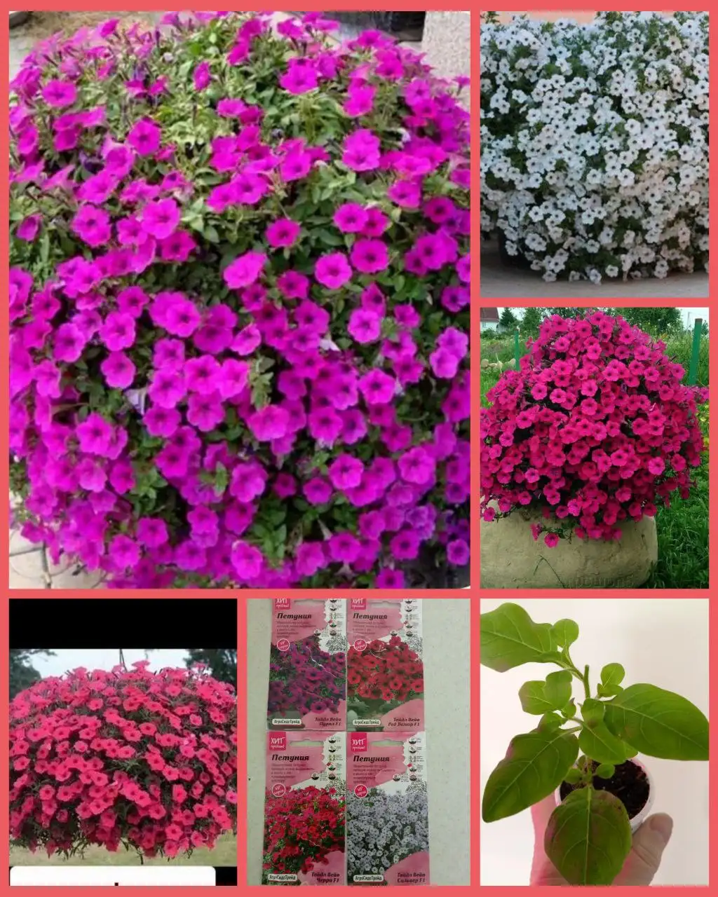 Укоренённые черенки петунии Тайдал - Растения (Хобби и отдых) в Грановщина