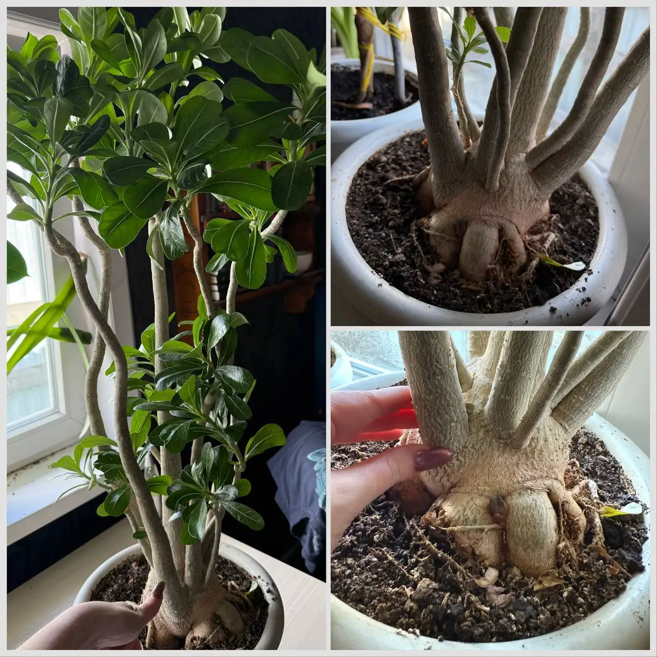 Продам Адениум с горшком выращенный из семян - Растения (Хобби и отдых) в Ангарск