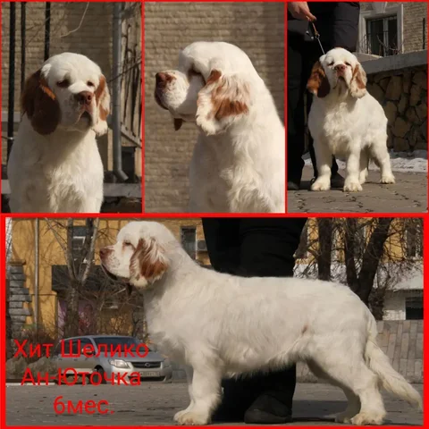 Продажа щенка кламбер-спаниеля - частное объявление в Чита