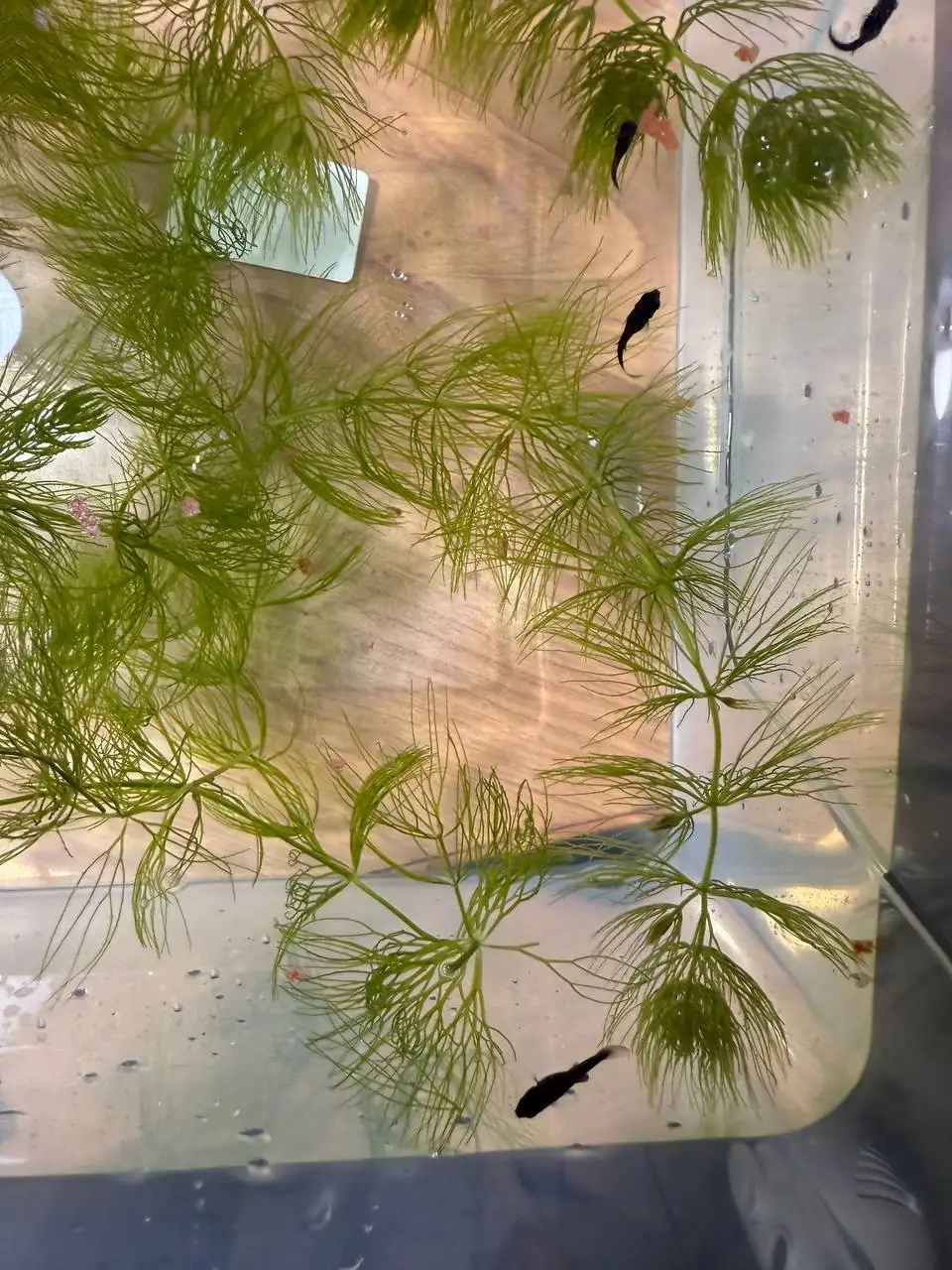 Продам рыбок маллинезии черные подростки - Аквариумные рыбки (Животные) в Ангарск