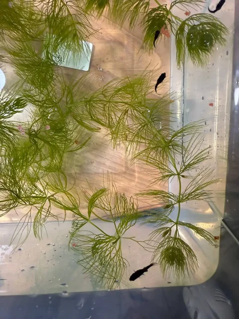 Продам рыбок маллинезии черные подростки - Аквариумные рыбки в Ангарск