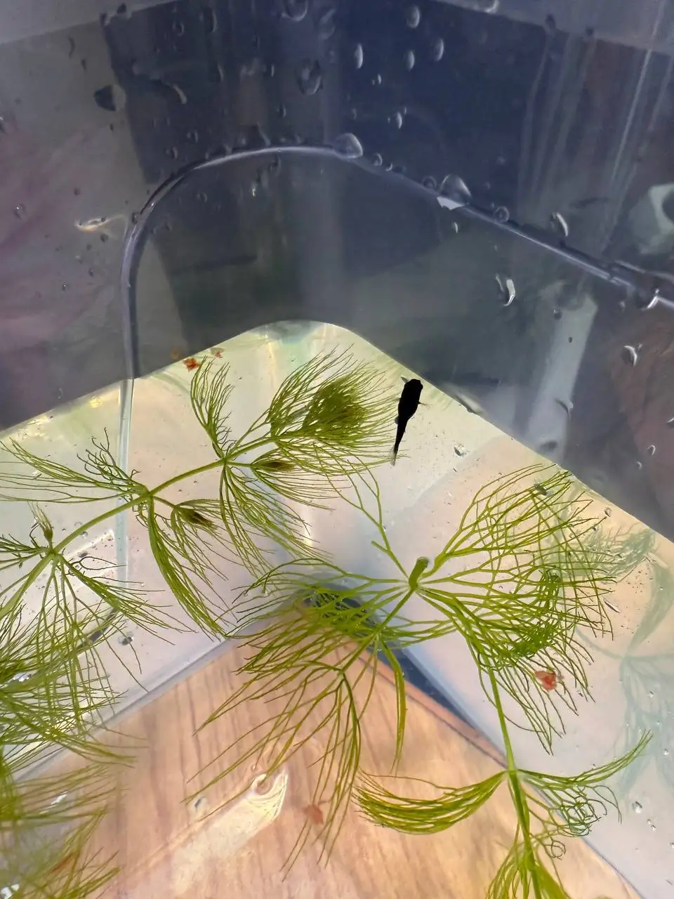 Продам рыбок маллинезии черные подростки - Аквариумные рыбки (Животные) в Ангарск