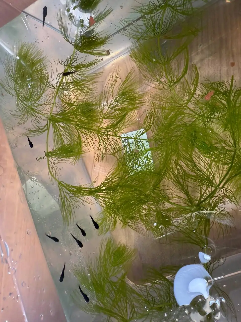 Продам рыбок маллинезии черные подростки - Аквариумные рыбки (Животные) в Ангарск