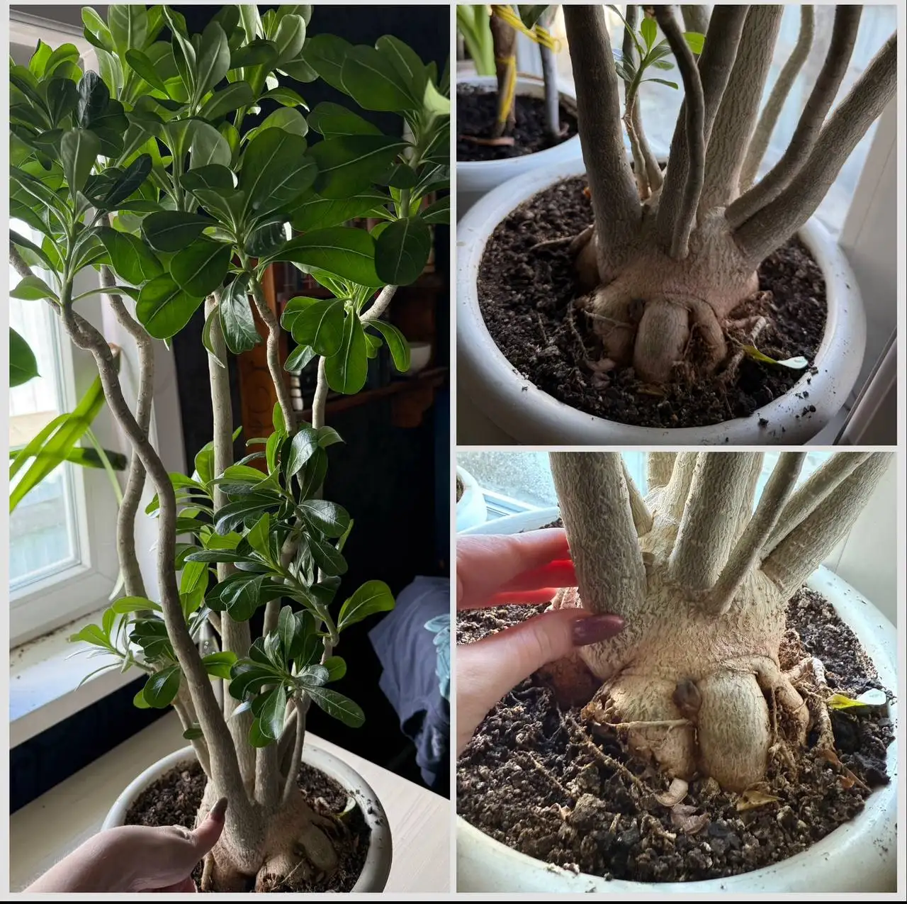 Продам адениум с горшком в Ангарске - Растения (Хобби и отдых) в Ангарск